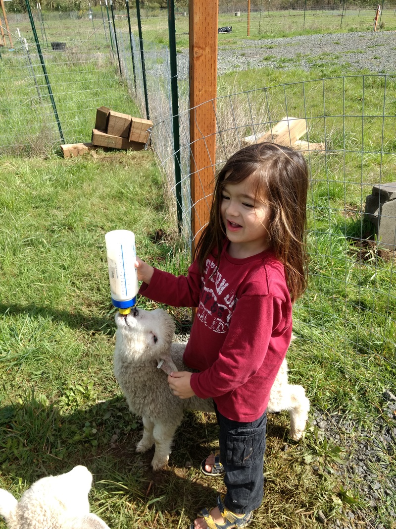 Kekoa feeds the lambs.
