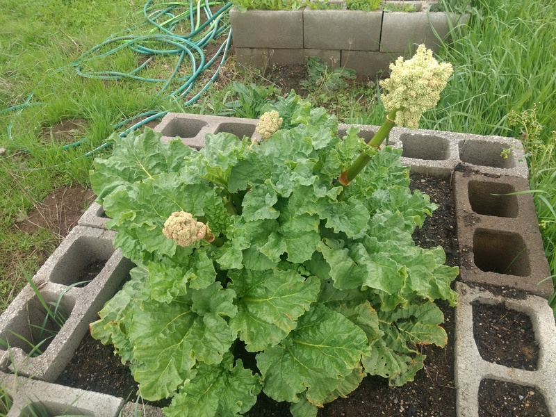 Rhubarb. What are the flowery thing?