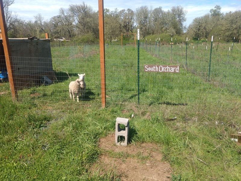 South Orchard sign, complete with two lambs.