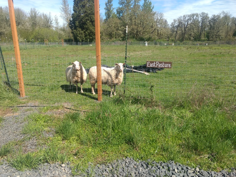 East Pasture sign, complete with two sheep.