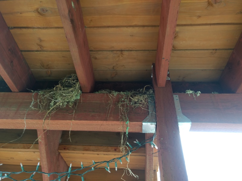 Bird nest under the Greenhouse east stairs.
