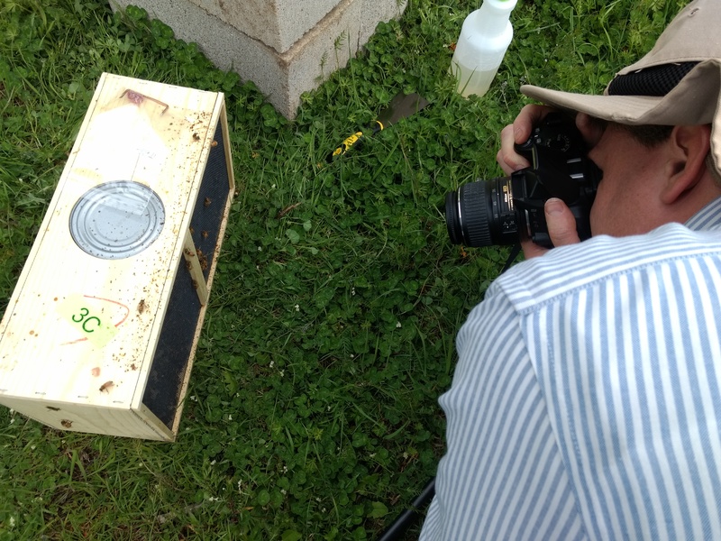 Joseph photographing the new bees.