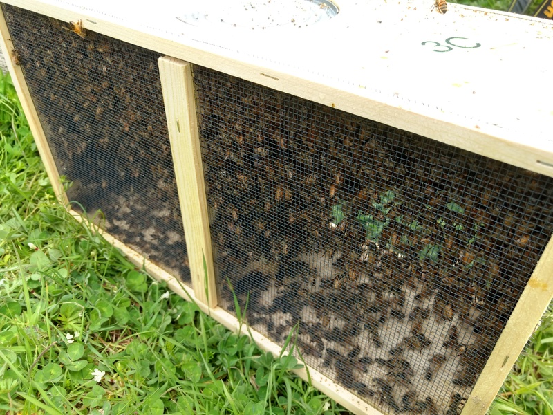 new Bees before dumping them out of the box.