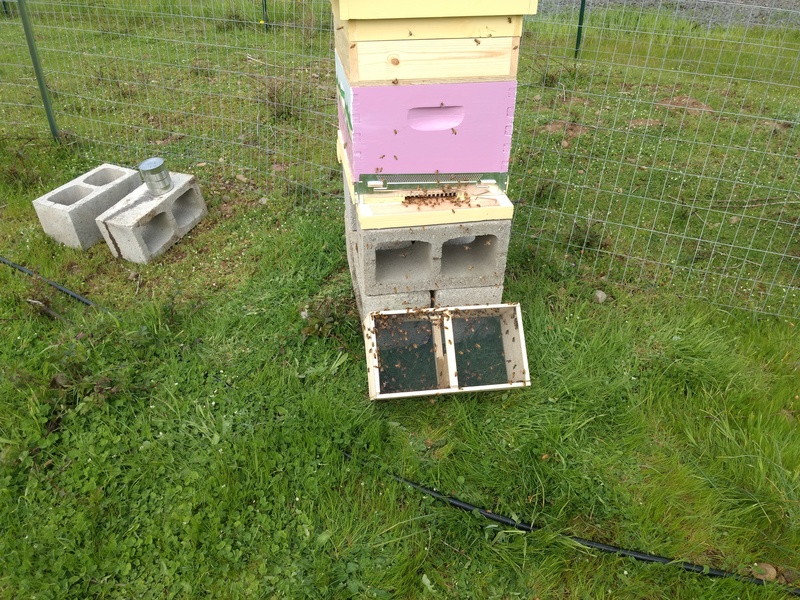 Beehive after being installed.