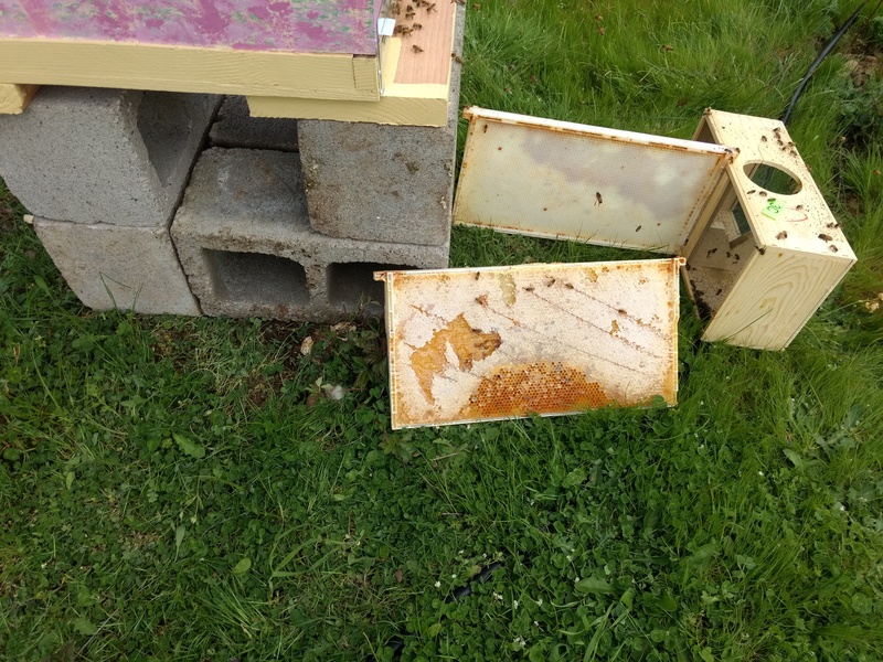 adding some old frames nearby for the bees to clean.