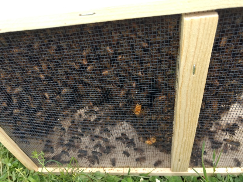 Bees, box 2