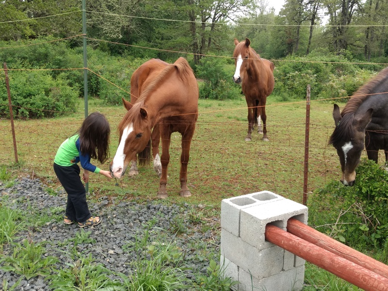 Kekoa: Do you want some grass? Three horses seem interested.