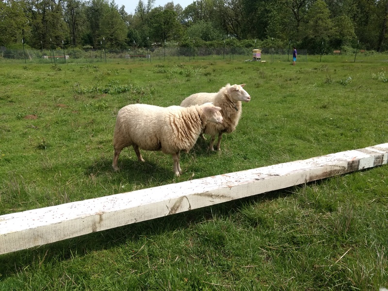 The sheep inspect the new balance beam.  Will they try it out?