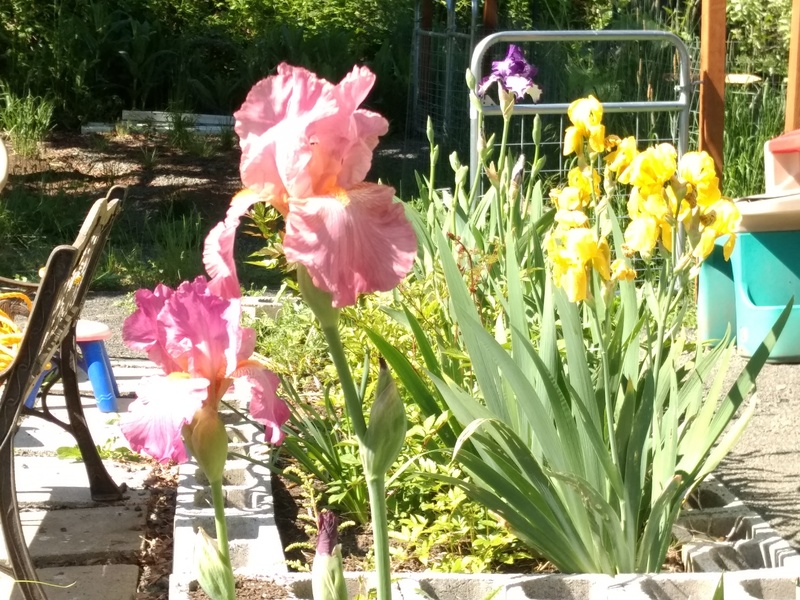 Pink, purple and white, and yellow iris.