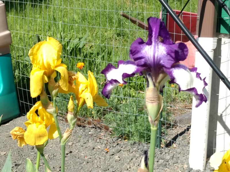 Yellow, and purple and white iris.