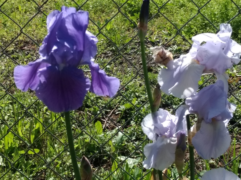 Darker and lighter purple iris.