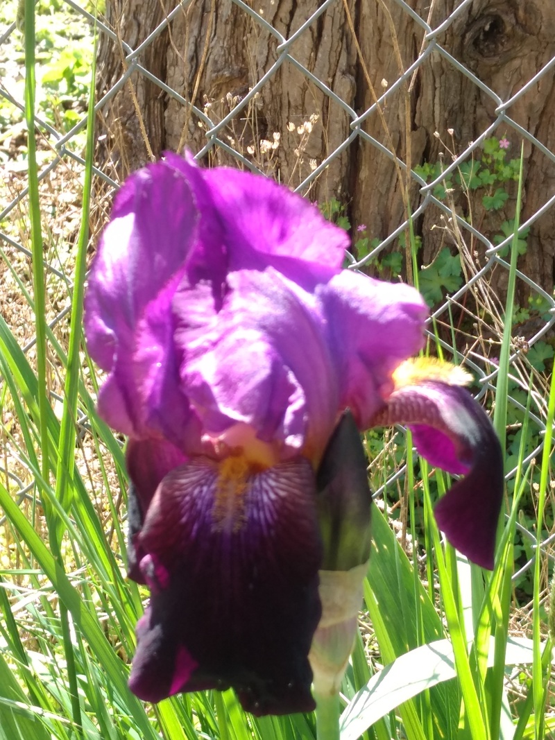 Lavender or whatever iris.