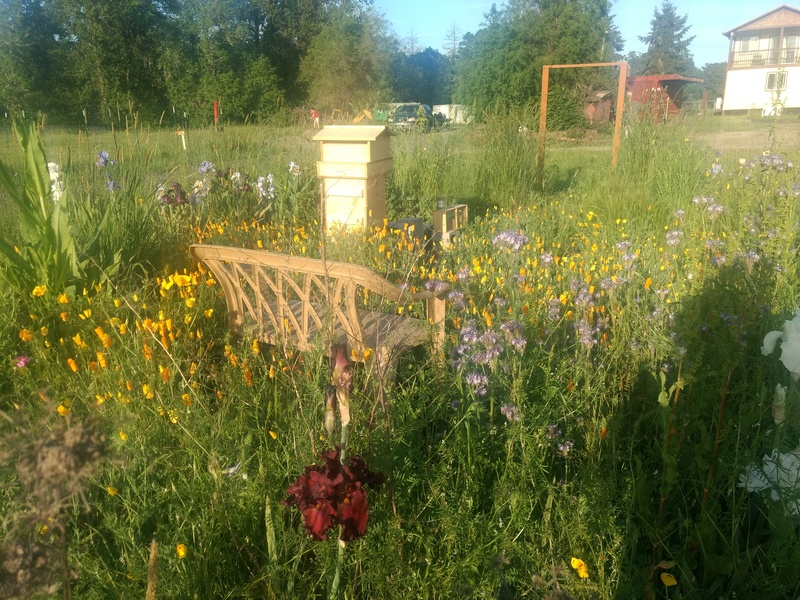 The bee garden is getting overrun by flowers.