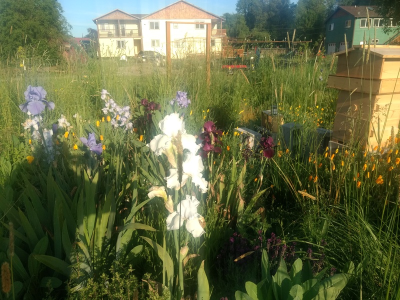 Some more new Iris flowers in the bee garden.