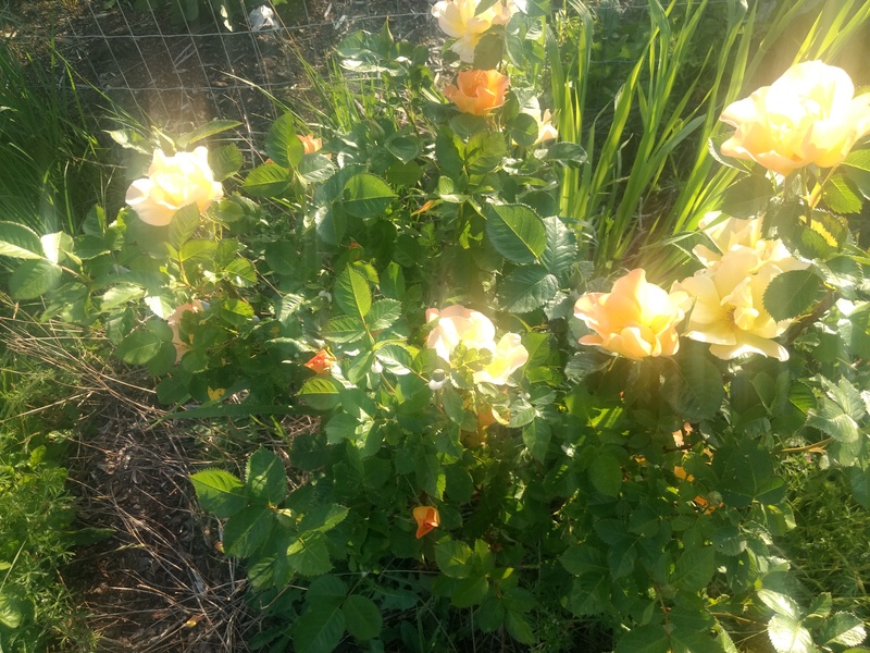 Rose that we transplanted because of building a new porch.