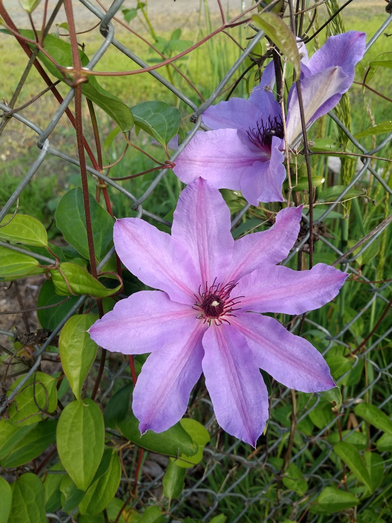 The clematis had bloomed on the east fence.