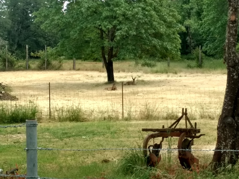 Deer resting in the field east of Rosewold while we cut down branches on the oak tree not far away. :-)