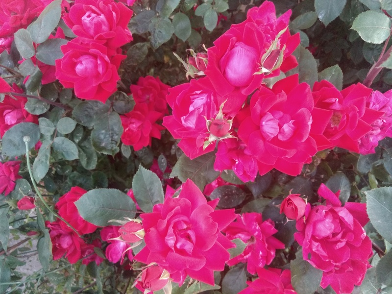 Flowers of Rosewold: Roses.