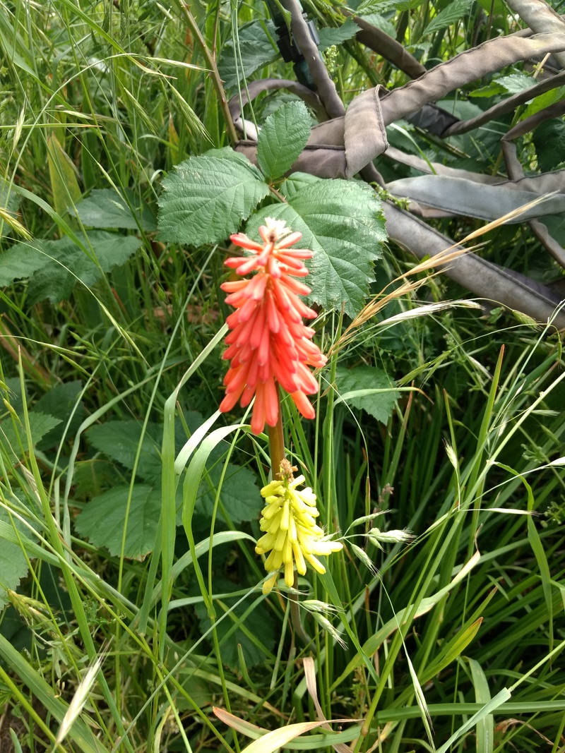 I couldn't find my big clump of red hot poker. Well here is some. :-)