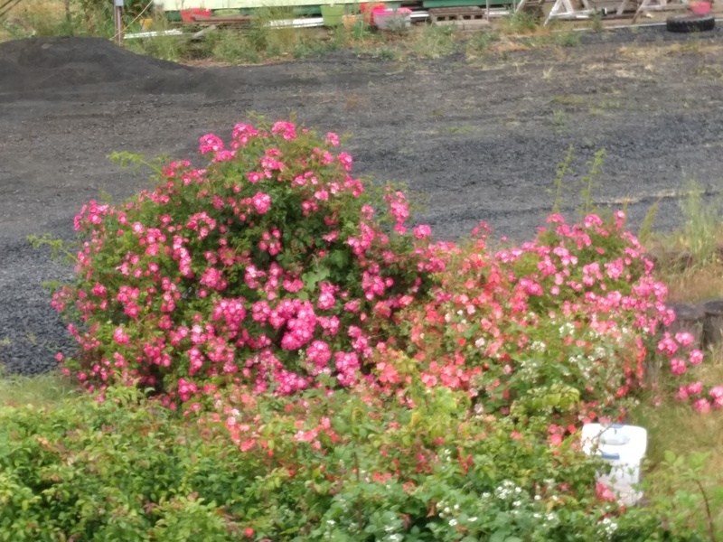 Rose bushes on the Treehouse Island.