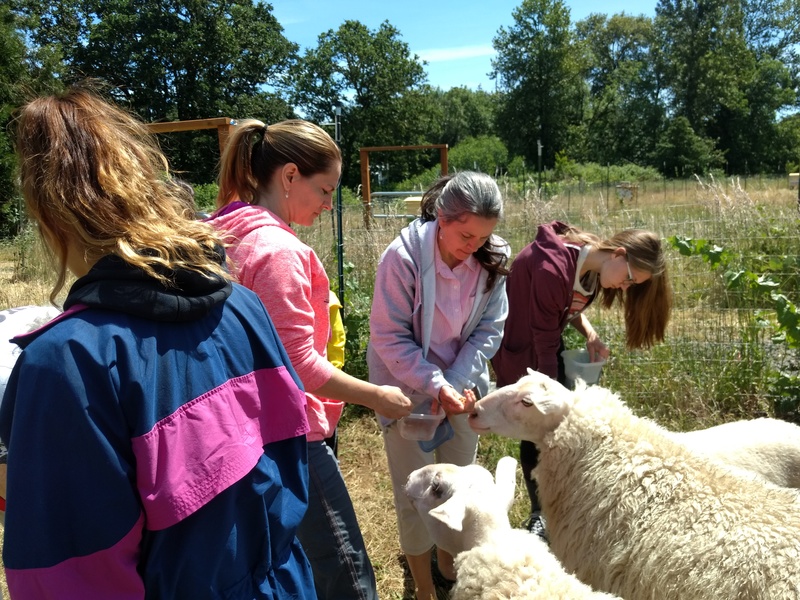 Wilson clan visitors enjoy the sheep.