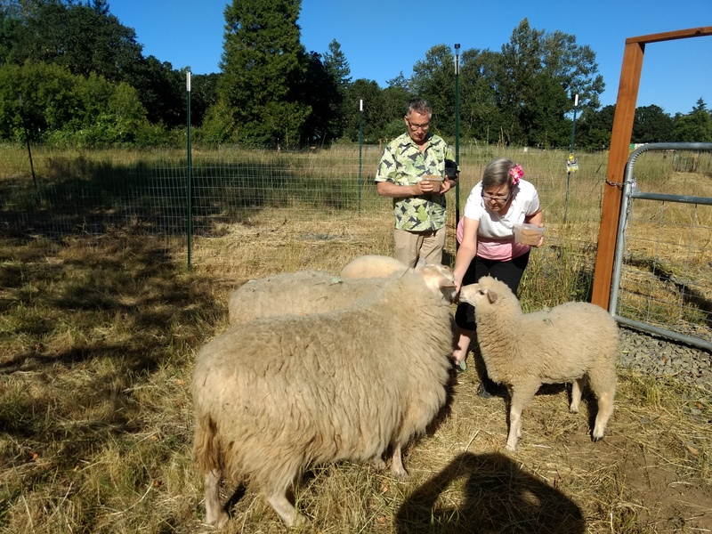 Jim and Cindy feeding the sheep.