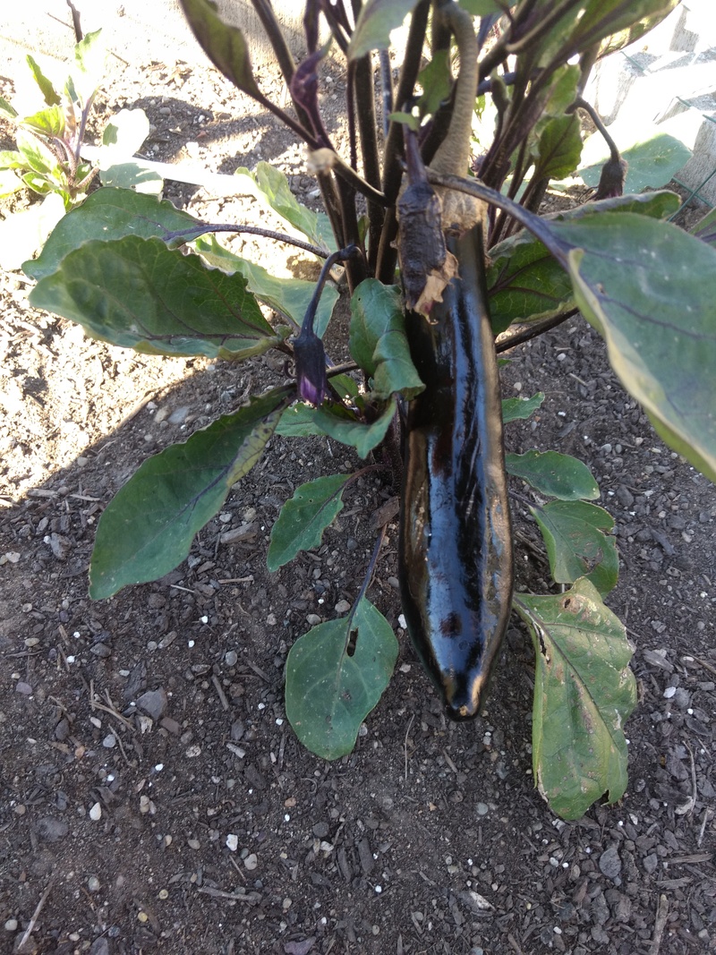 Our first eggplant of the season.