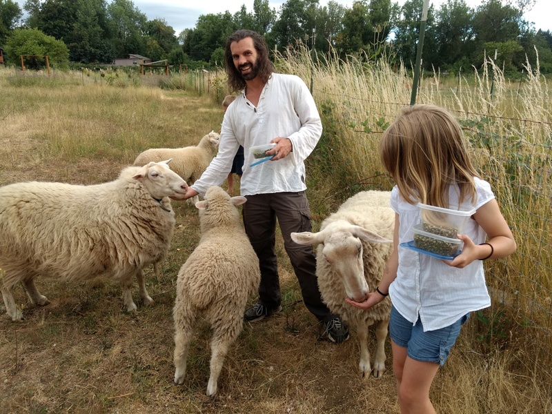 Visitors Shaun and Darma feed our sheep.