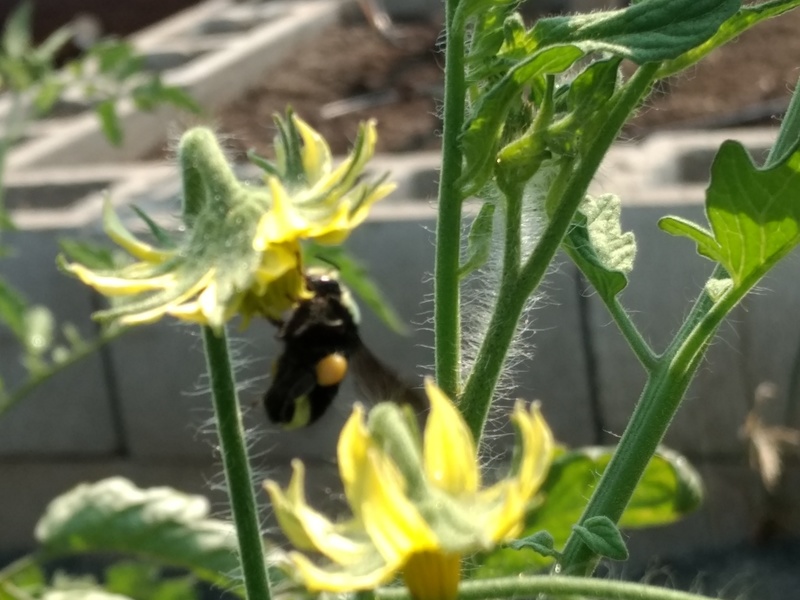 A bee in the tomatoes.