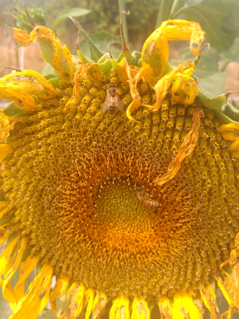 Bees on our sunflowers that the birds planted.