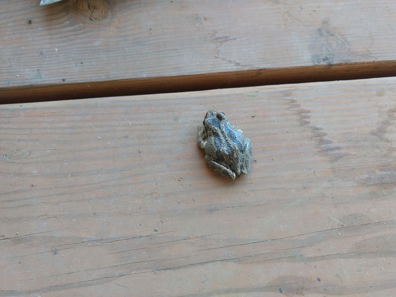Among our visitors this week, a small frog.