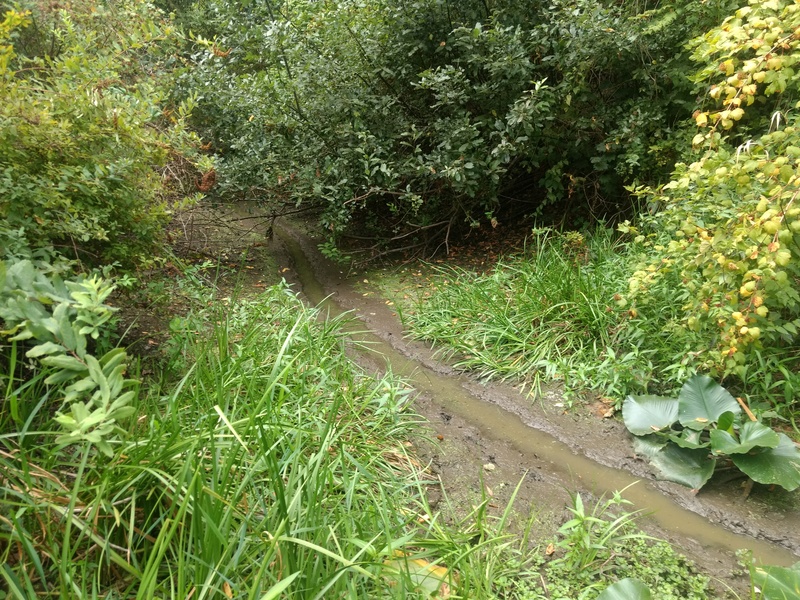 This is the stream that feeds the Lily pond; mostly dried up.