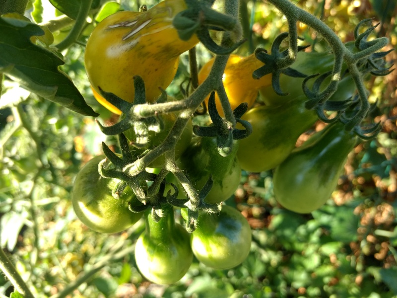 Waffle. These pear tomatoes taste pulpy. I don't really care for them. I don't want them next year.