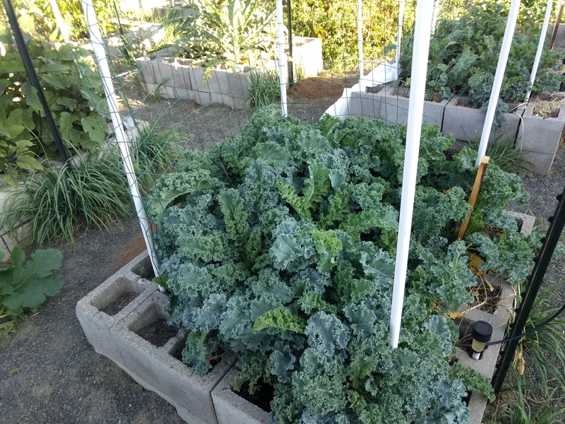 Waffle. The kale is on it's second season for the same plants.