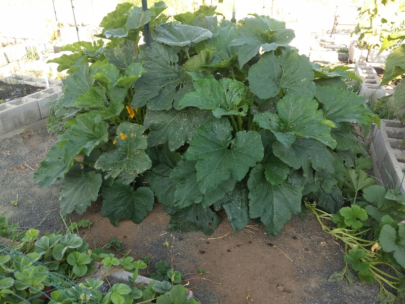 Waffle. The zucchini is going crazy as one would expect.