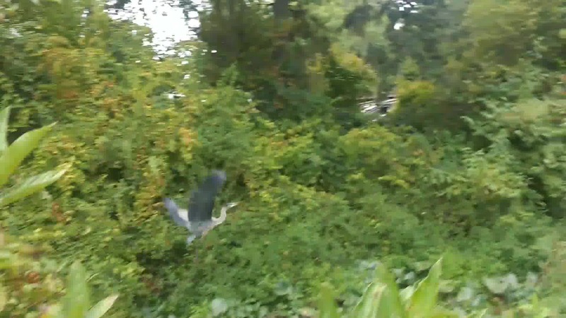 Blue Heron (from video)