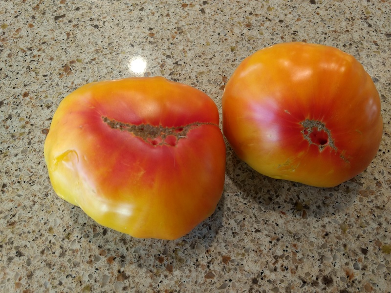 when are these tomatoes ripe?