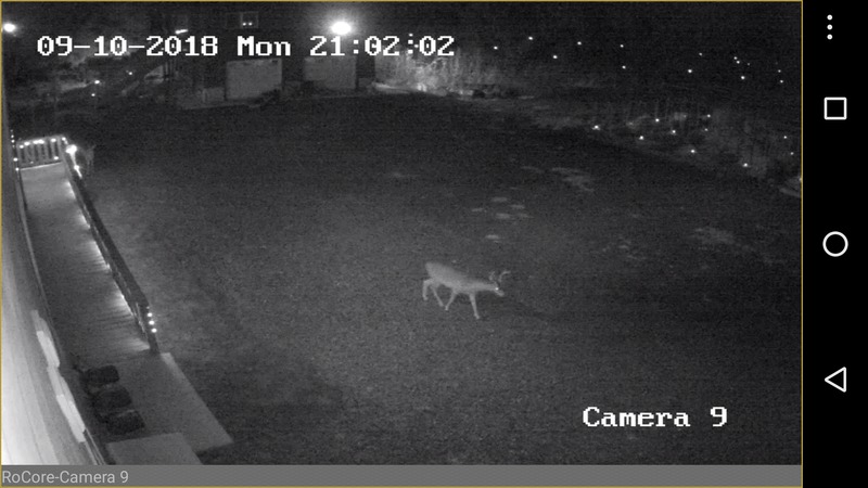 Cam09 Doe at the elbow, looking in the picnic area. Buck in mid field of the camera. Middle of West parking area.
