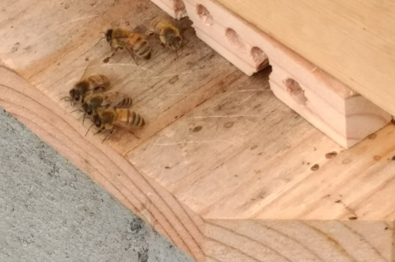 Bees guarding the hive entrance.