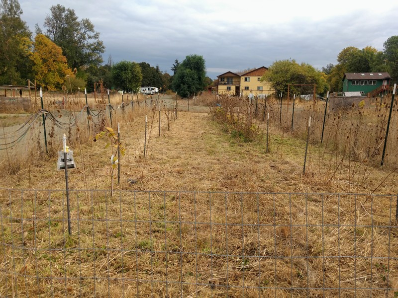 The vineyard had a lot of potential. :-) hopefully it will look better next year.