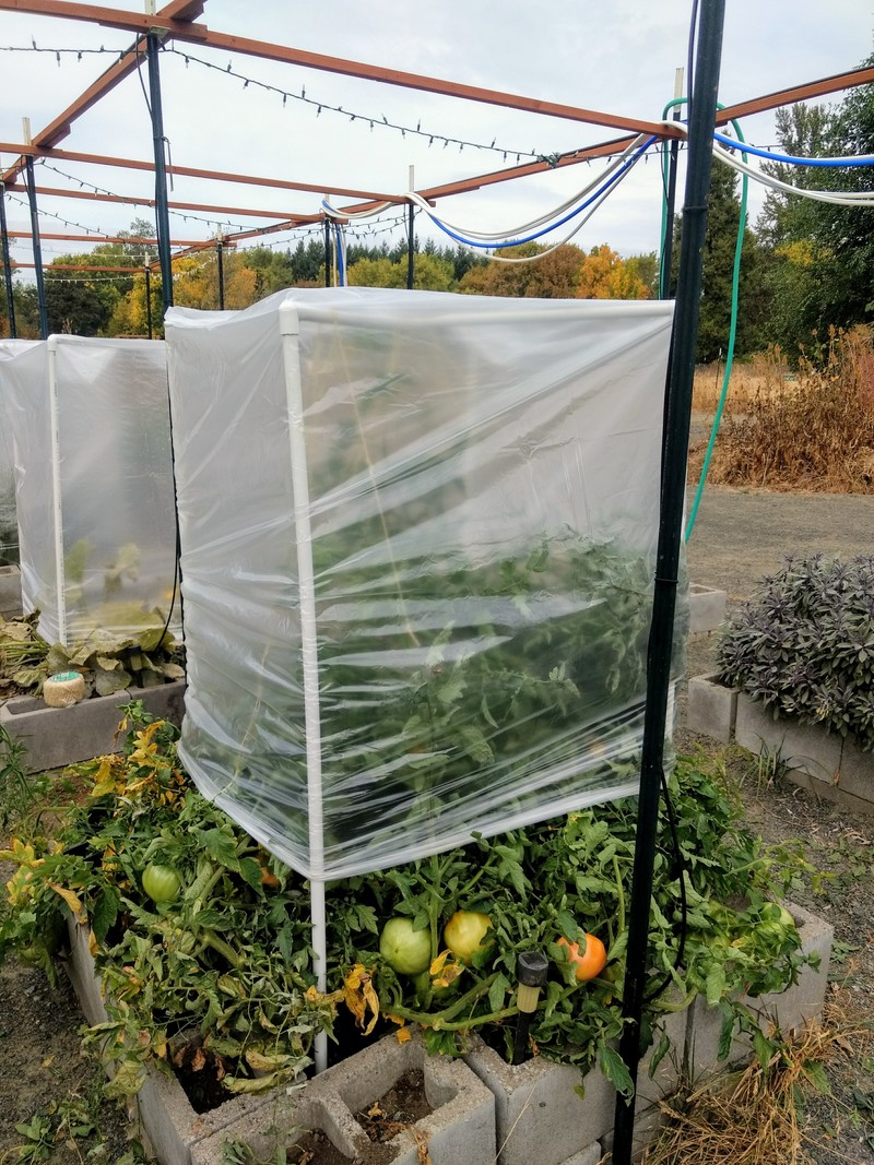 We put a plastic cover over the large tomato plant.