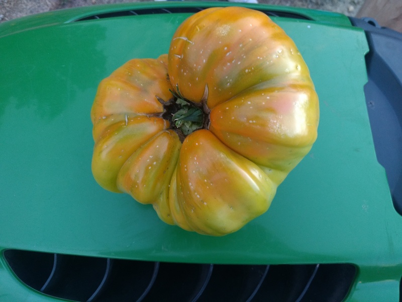Sample tomato from Lois's garden.