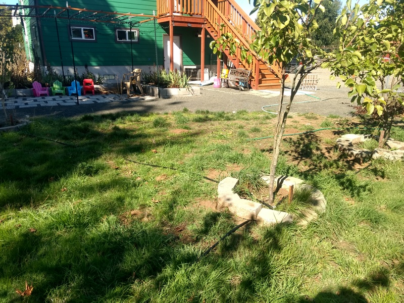 Joseph installed drip-line irrigation to several of the trees that did not have it before. Rosewold summers can be dry for several months at a time.