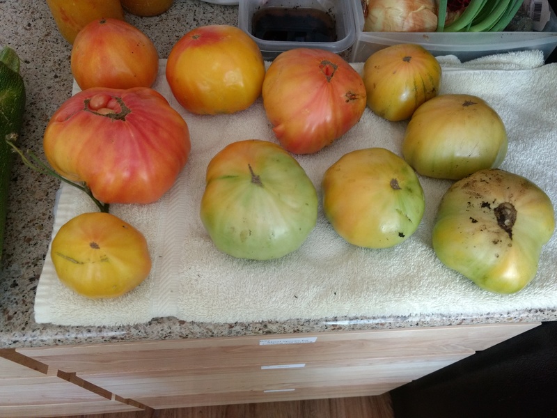 The riper tomatoes we found when harvesting after the frost.