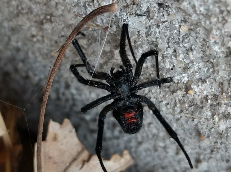 Actual Black Widow Spider, not a decoration. Ben's front porch. Yikes! It died soon after.