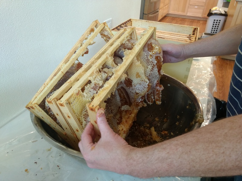 Joseph removes honeycomb from the frames.