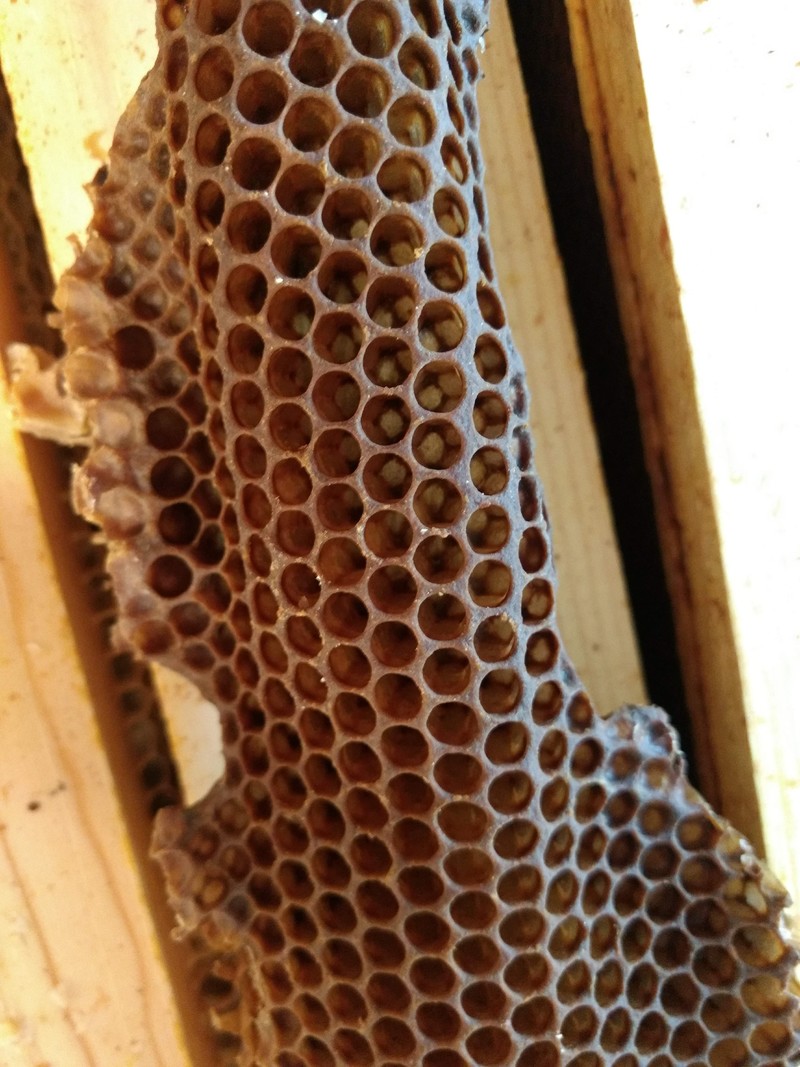 brood comb. The cells are larger than honey comb.