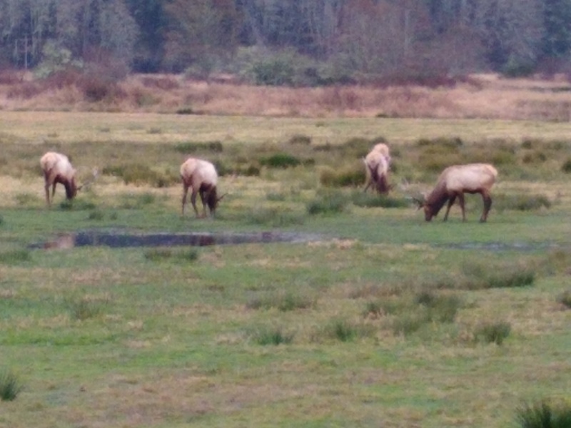 Elk along the trip home in a preserve.