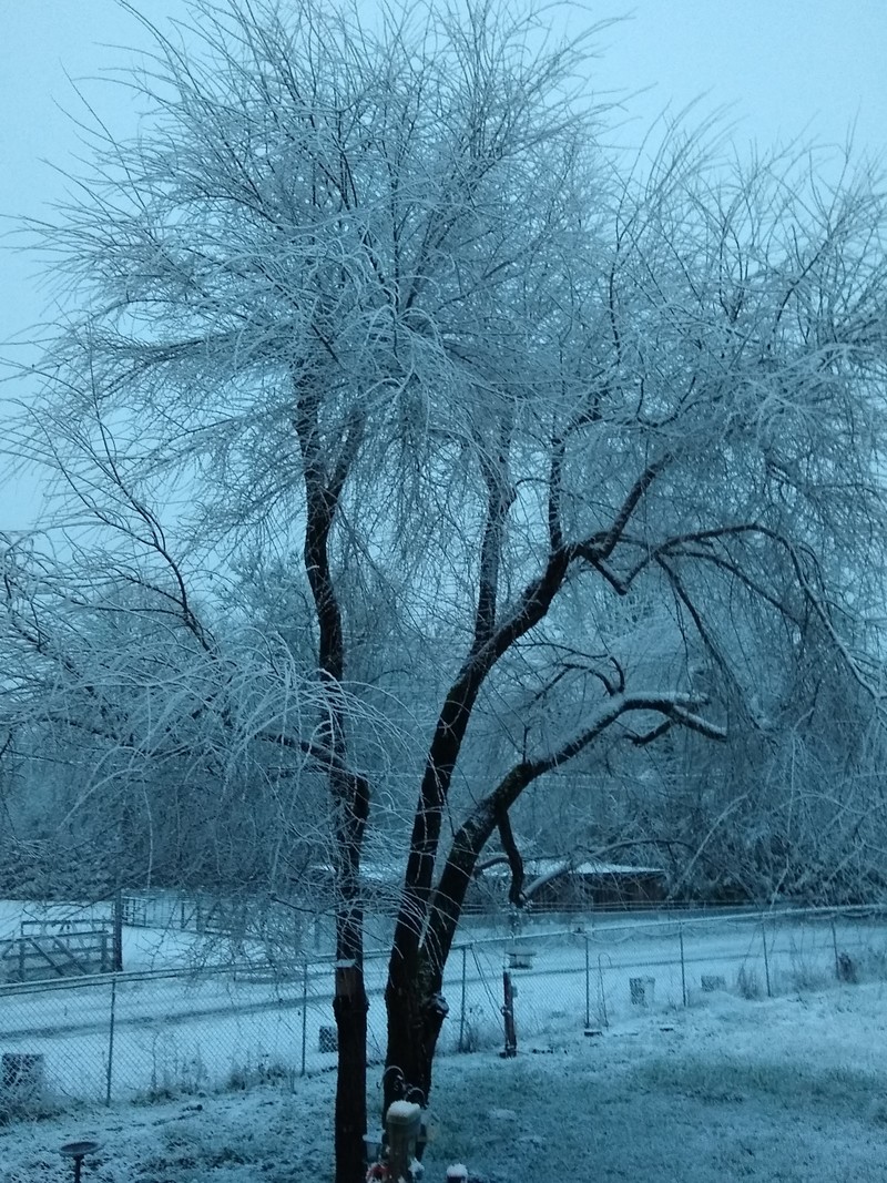 Snow: East Elm Tree, 7:15
