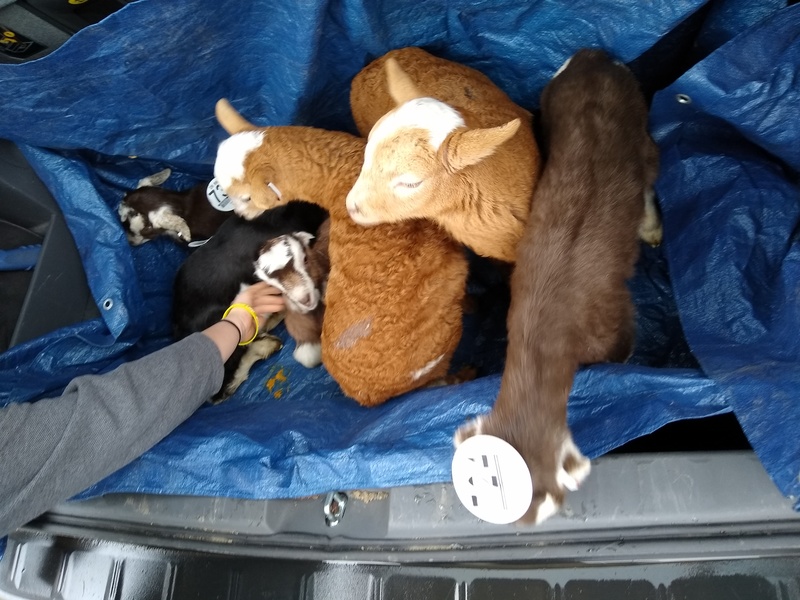 Four goats in the back of Joseph's minivan and two sheep, all together.
